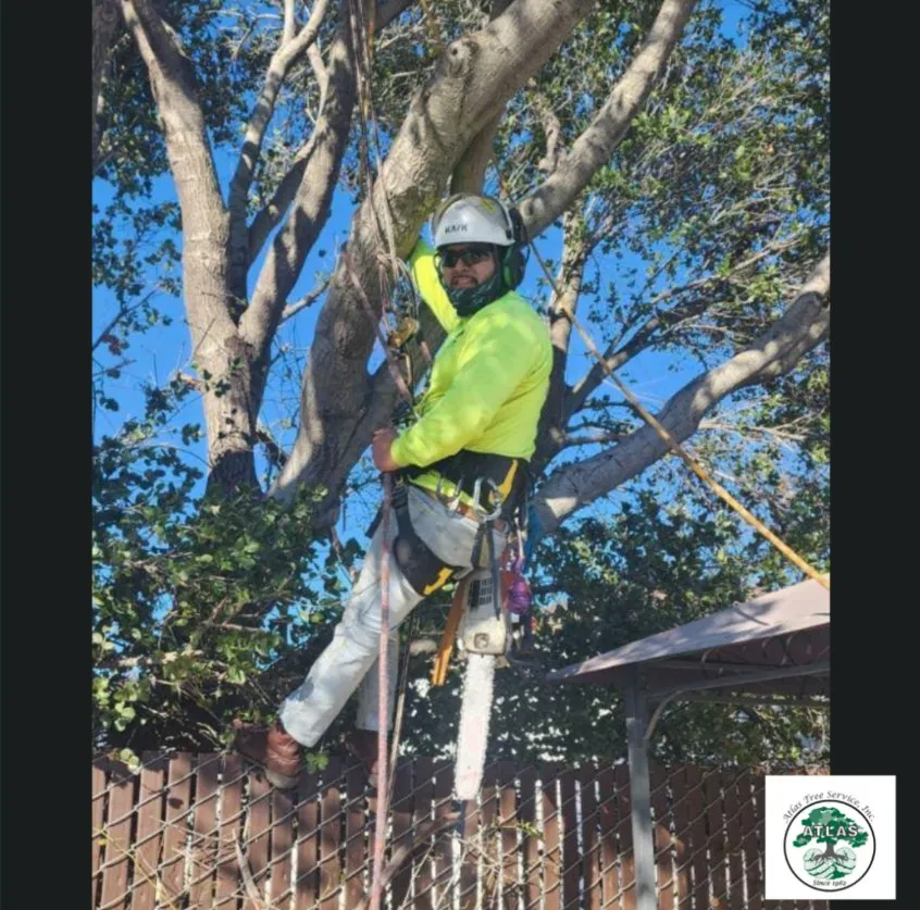 Reliable yard cleanup service in Concord, CA - Atlas Tree Service