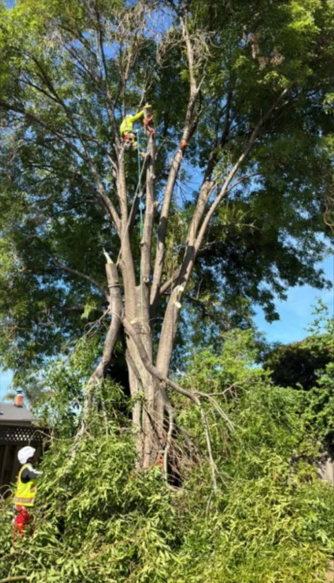 Reliable garden landscaping for year-round maintenance in Concord, CA by Atlas Tree Service