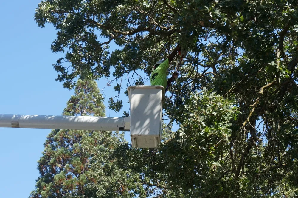 Top-rated lawn mowing service for homes in Concord, CA by Atlas Tree Service