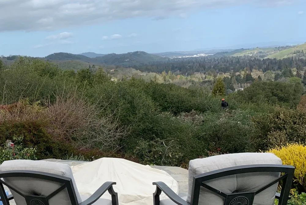 Professional yard maintenance in Concord, CA by Atlas Tree Service