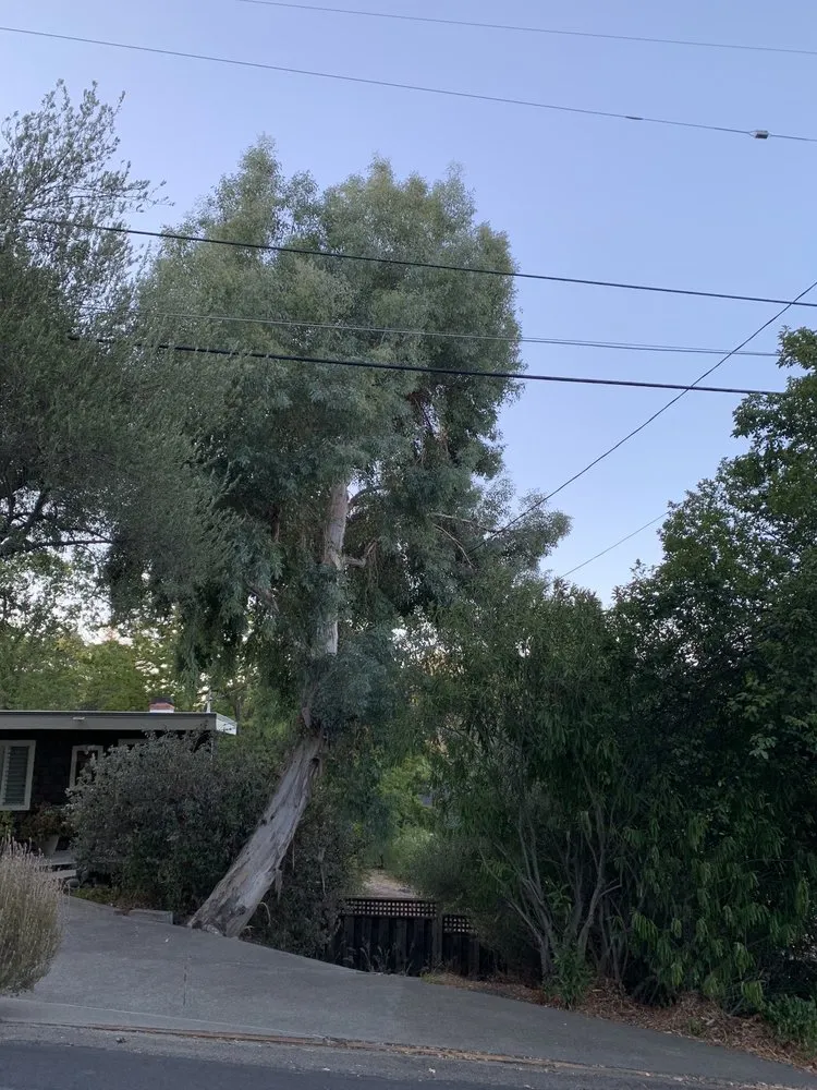 Top-rated yard cleanup service for year-round maintenance across Concord, CA - Atlas Tree Service