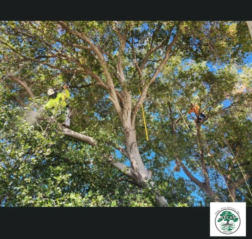 Local residential landscaping near you across Concord, CA - Atlas Tree Service