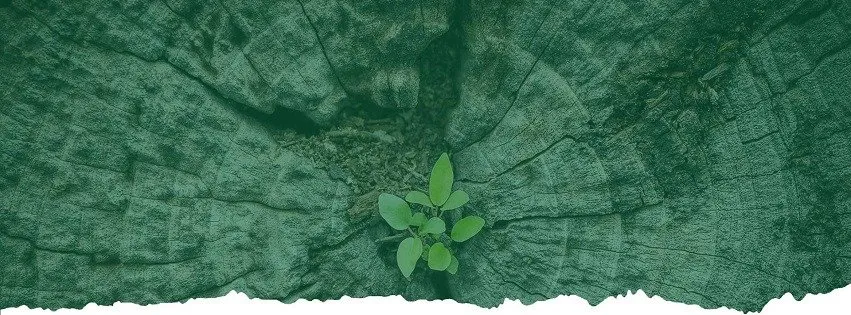 Top-rated yard maintenance for outdoor upgrades across Concord, CA - Atlas Tree Service