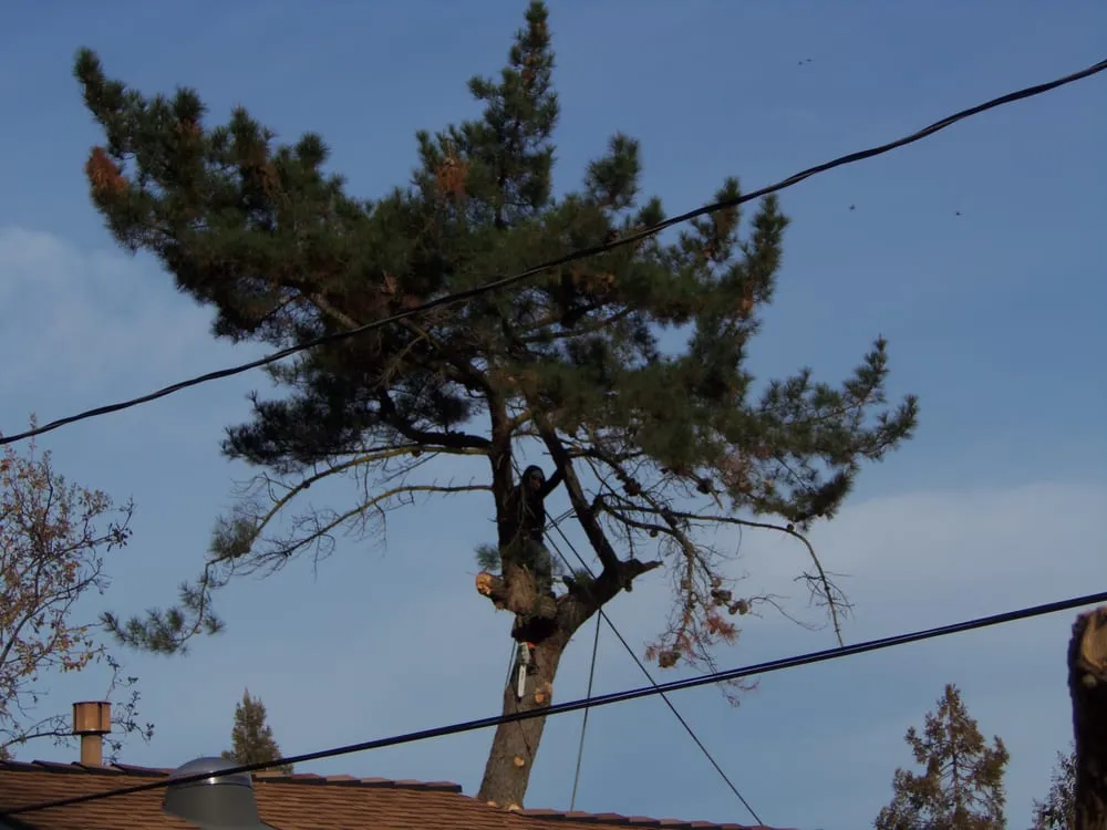 Affordable landscape design experts serving Concord, CA - Atlas Tree Service