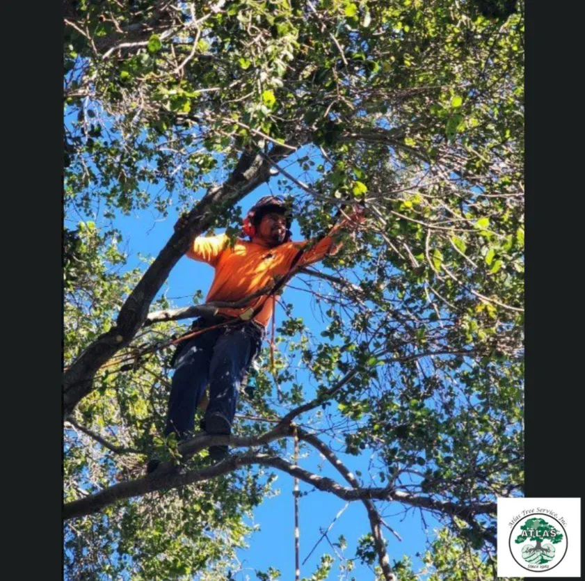 Expert landscape design experts serving Concord, CA - Atlas Tree Service