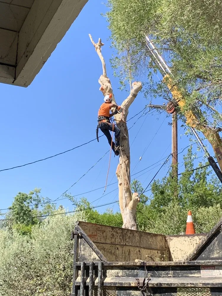 Custom yard maintenance in Concord, CA - Atlas Tree Service