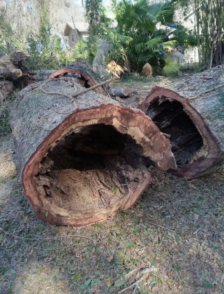 Professional lawn mowing service for beautiful yards in Palm Coast, FL by Atlas Tree Services