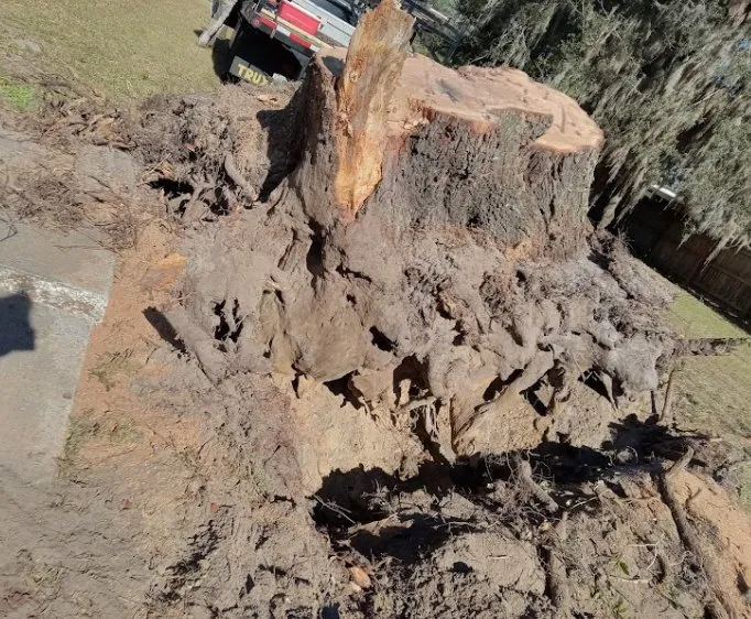 Professional outdoor landscaping for outdoor upgrades across Palm Coast, FL - Atlas Tree Services