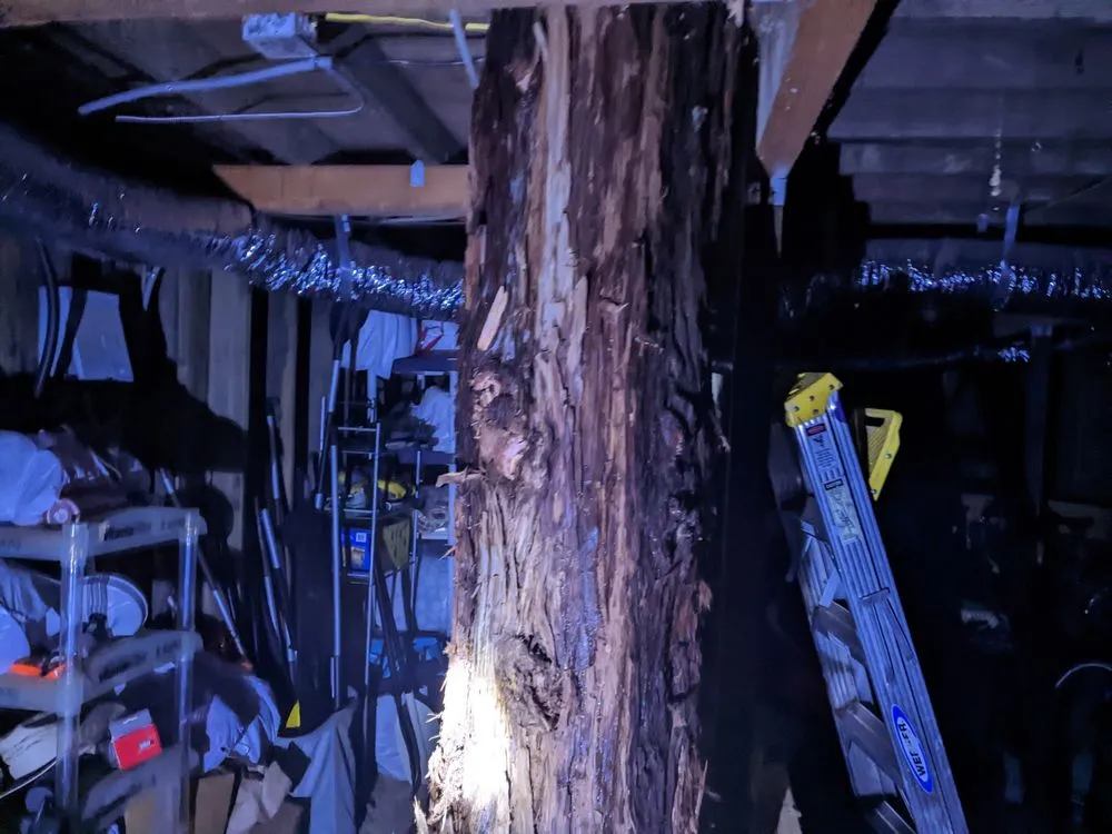 Affordable yard maintenance experts serving Santa Rosa, CA - Atlas Tree Surgery