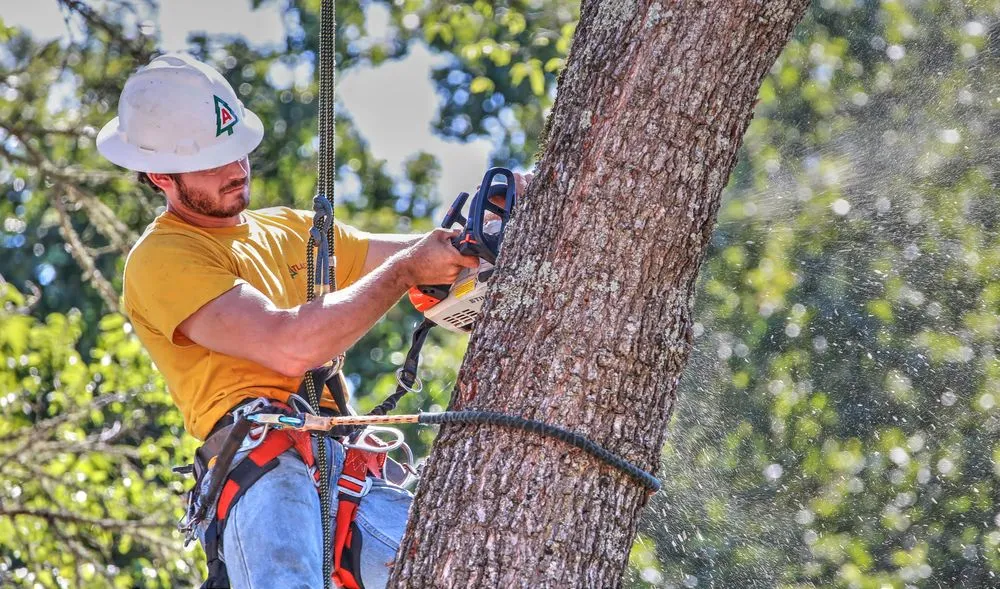 Local garden landscaping in Santa Rosa, CA - Atlas Tree Surgery