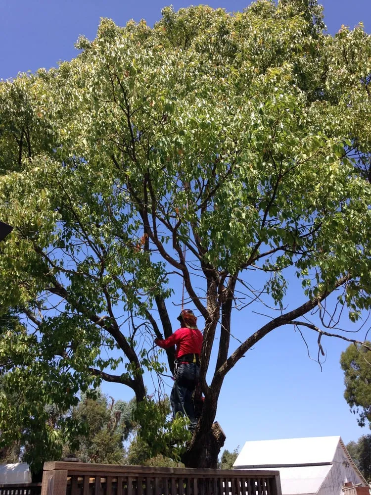 Professional lawn mowing service for beautiful yards across Santa Rosa, CA - Atlas Tree Surgery