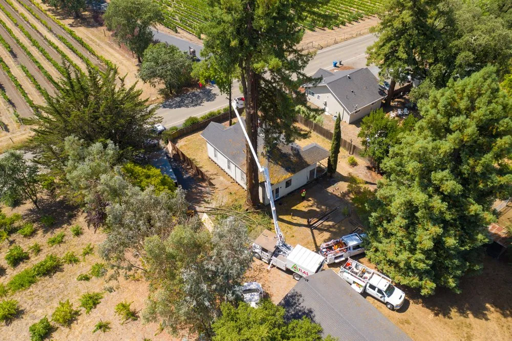 Expert yard maintenance experts serving Santa Rosa, CA - Atlas Tree Surgery