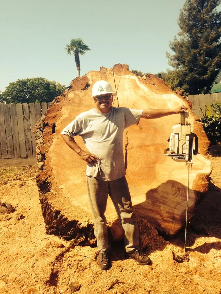 Local lawn care service for outdoor upgrades in Santa Rosa, CA by Atlas Tree Surgery