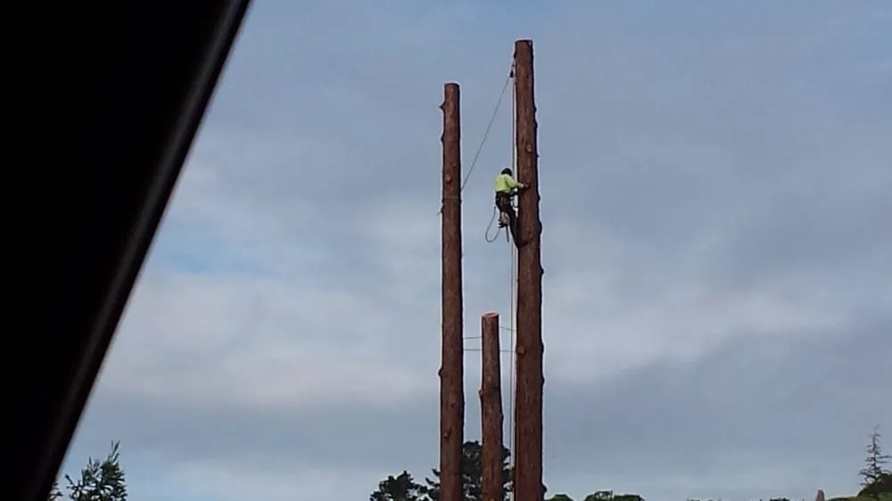 Expert lawn mowing service in Santa Rosa, CA by Atlas Tree Surgery