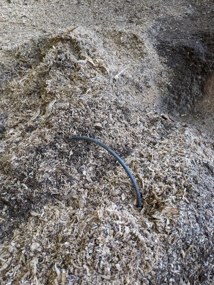 Professional yard cleanup service in Santa Rosa, CA - Atlas Tree Surgery