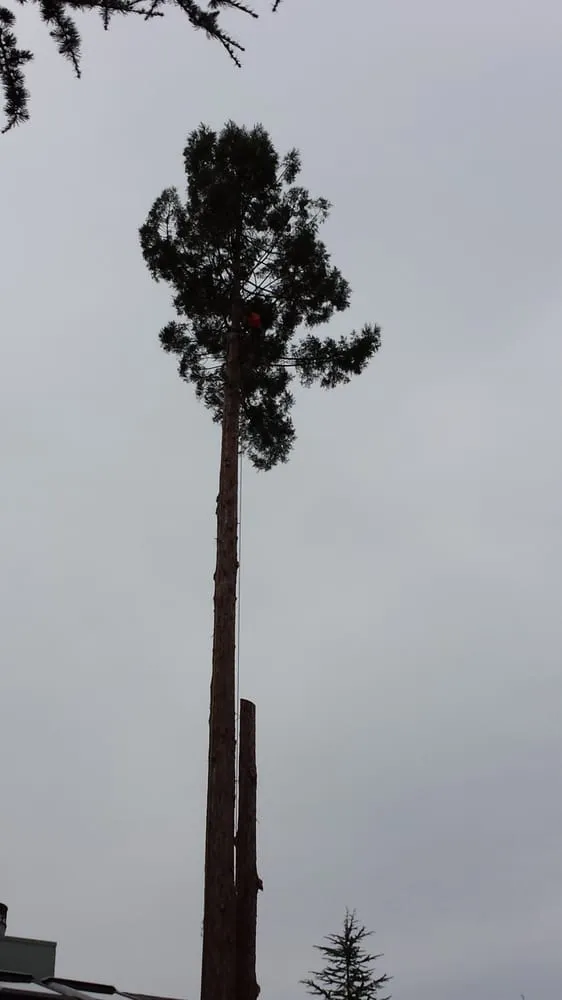 Reliable outdoor landscaping in Santa Rosa, CA - Atlas Tree Surgery