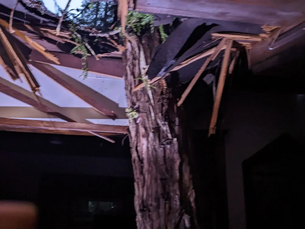 Trusted yard maintenance in Santa Rosa, CA - Atlas Tree Surgery