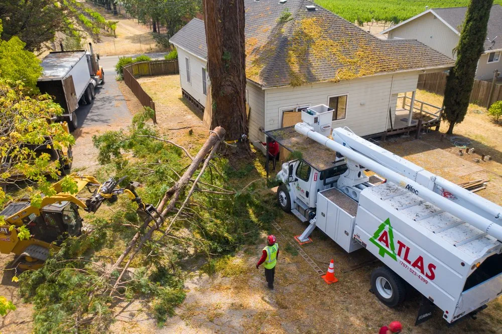 Reliable yard cleanup service with custom design in Santa Rosa, CA by Atlas Tree Surgery