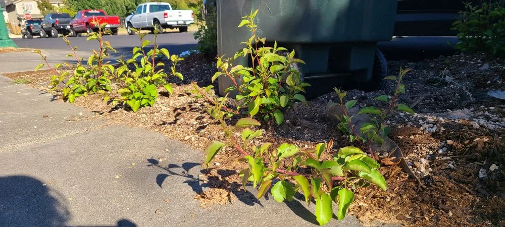 Reliable landscape installation in Santa Rosa, CA - Atlas Tree Surgery