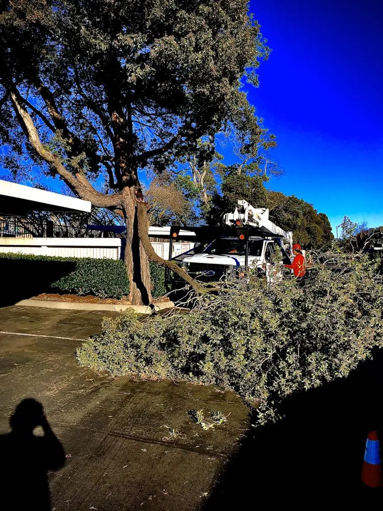 Local lawn care service for homes in Santa Rosa, CA by Atlas Tree Surgery