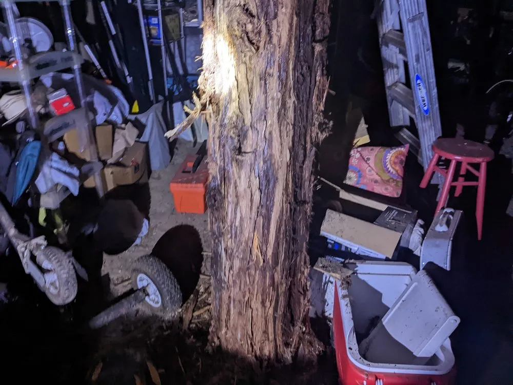 Local yard cleanup service experts serving Santa Rosa, CA - Atlas Tree Surgery