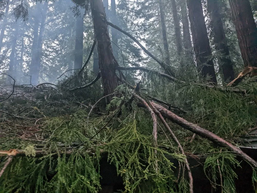 Reliable landscape installation in Santa Rosa, CA by Atlas Tree Surgery