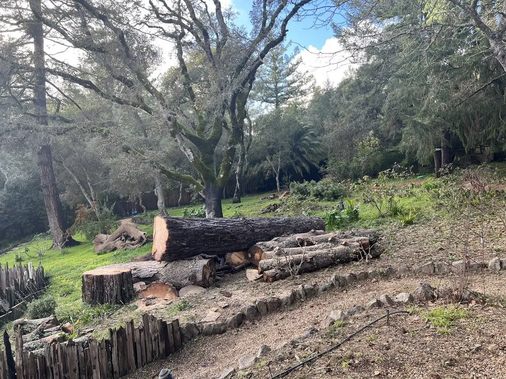 Local yard cleanup service in Santa Rosa, CA by Atlas Tree Surgery