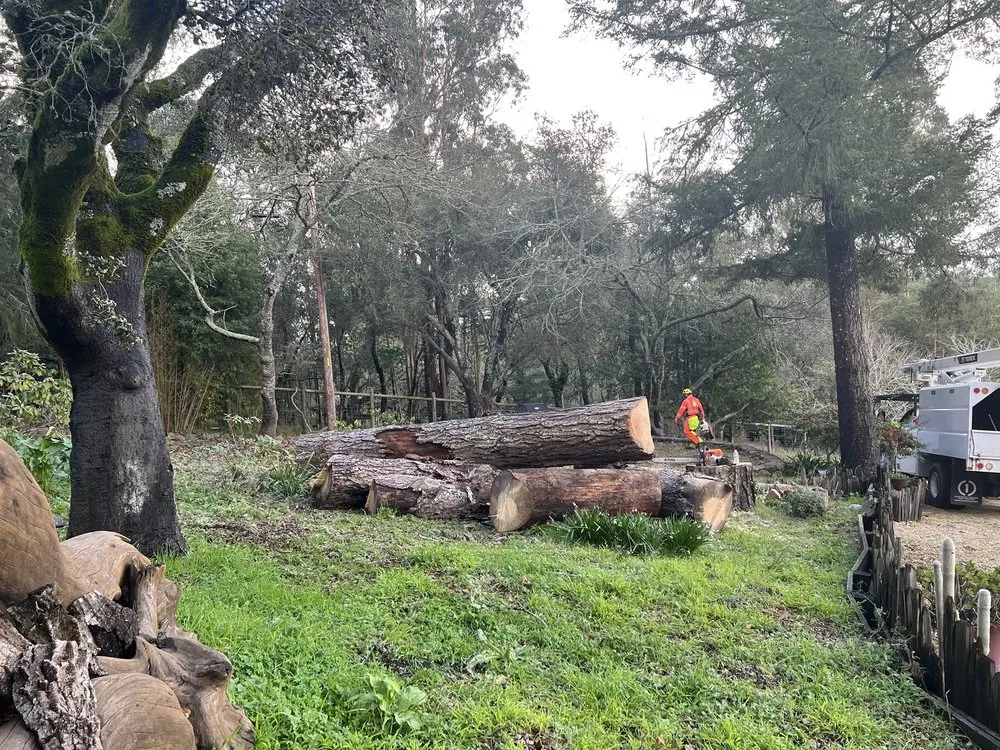Trusted yard maintenance for year-round maintenance in Santa Rosa, CA by Atlas Tree Surgery