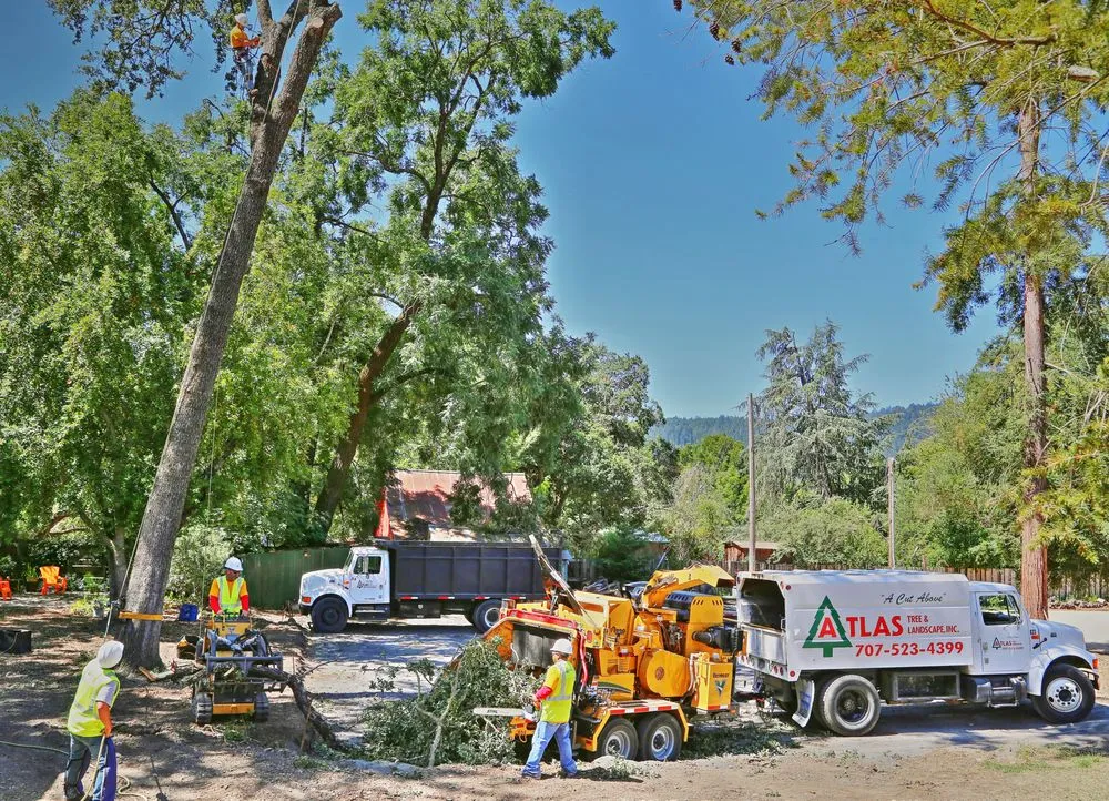 Affordable lawn mowing service for beautiful yards in Santa Rosa, CA by Atlas Tree Surgery