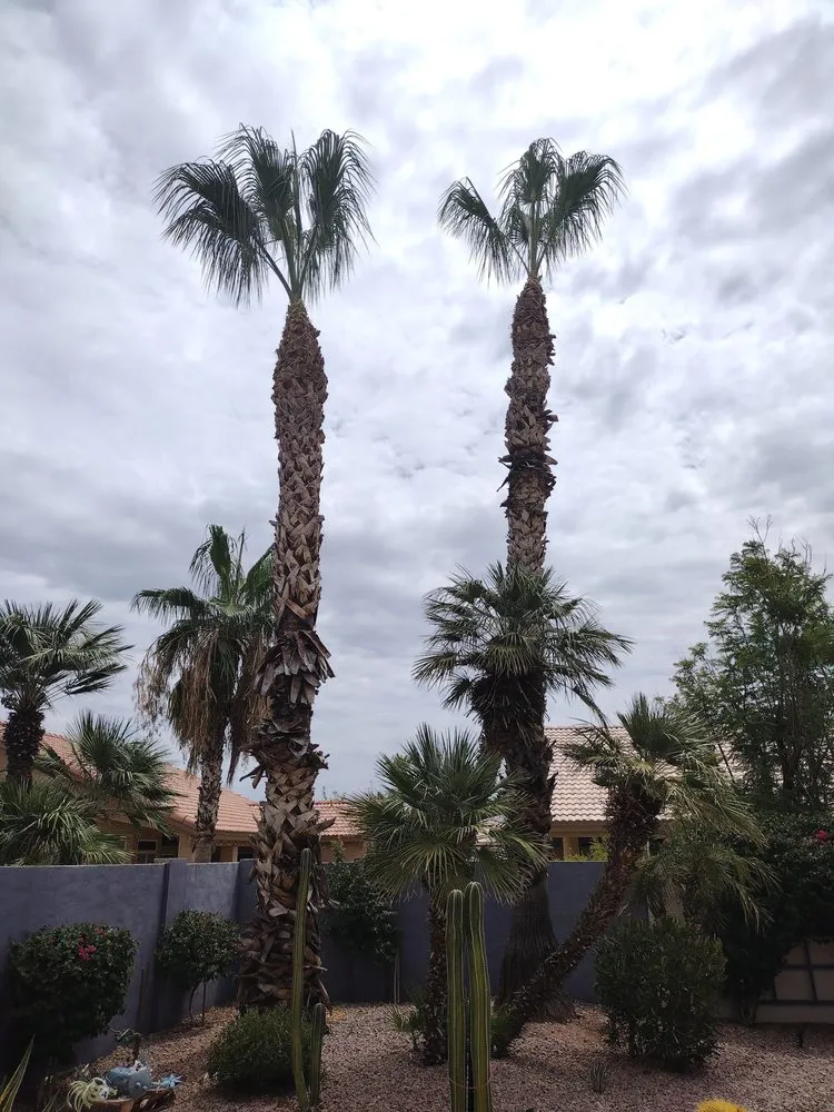 Local outdoor landscaping for outdoor upgrades across Avondale, AZ - AtoZ Landscape Home Services