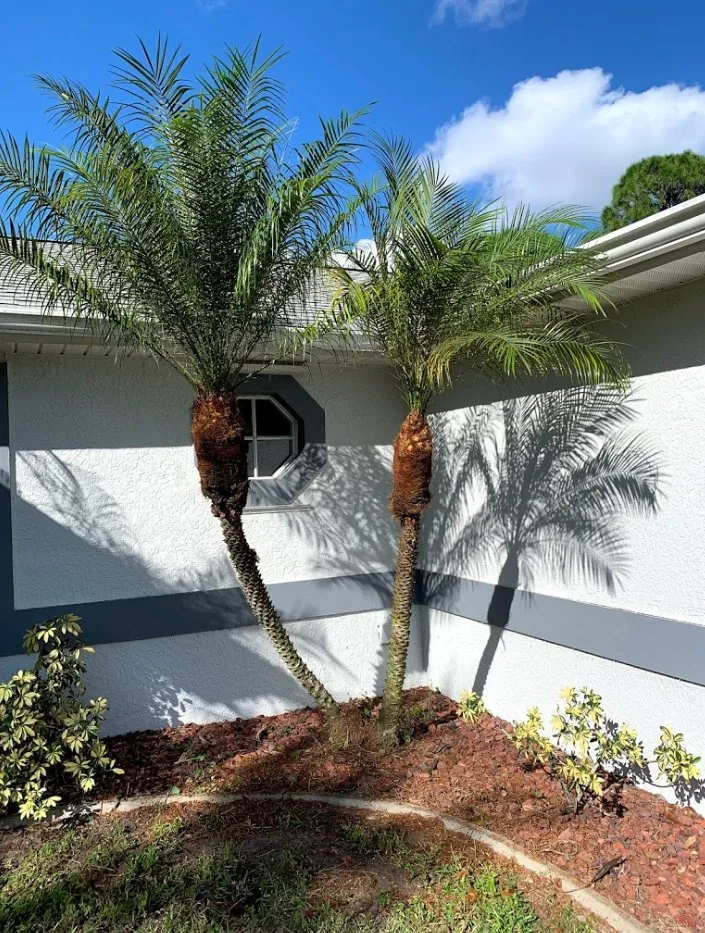 Top-rated yard maintenance in Palm Bay, FL by A+Trees & Stump Grinding