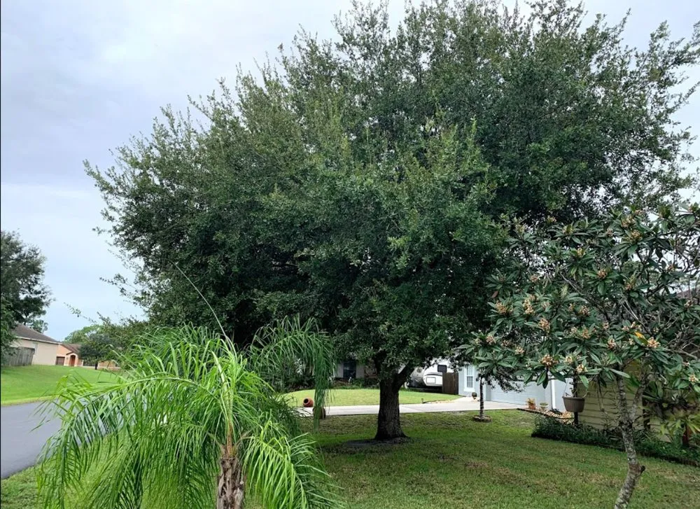 Trusted yard maintenance in Palm Bay, FL - A+Trees & Stump Grinding
