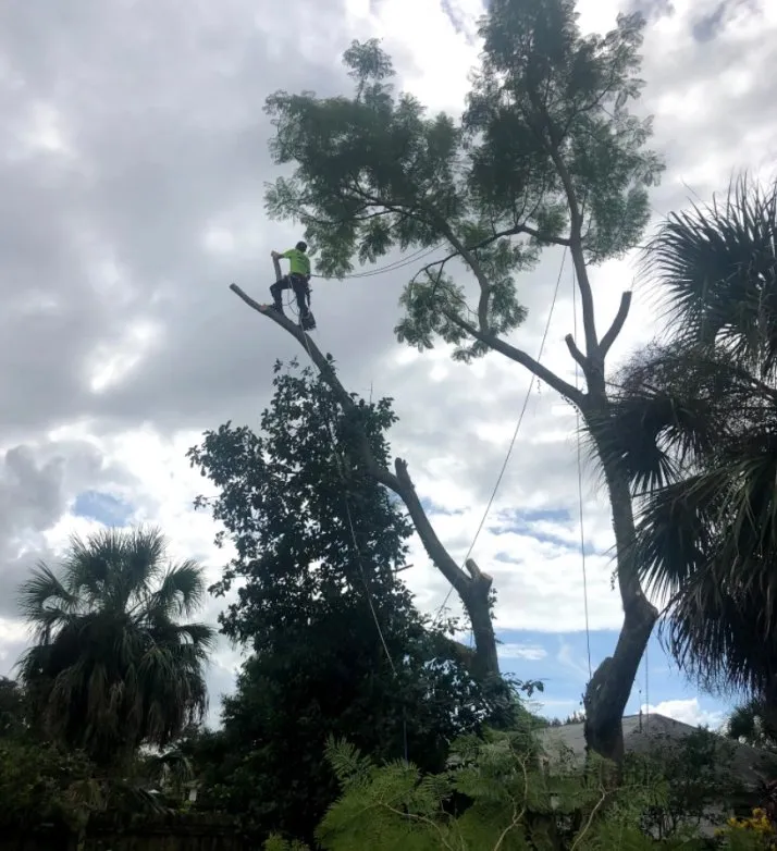 Expert landscape design experts serving Palm Bay, FL - A+Trees & Stump Grinding