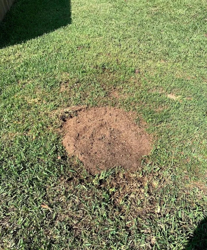 Affordable landscaping services in Palm Bay, FL - A+Trees & Stump Grinding