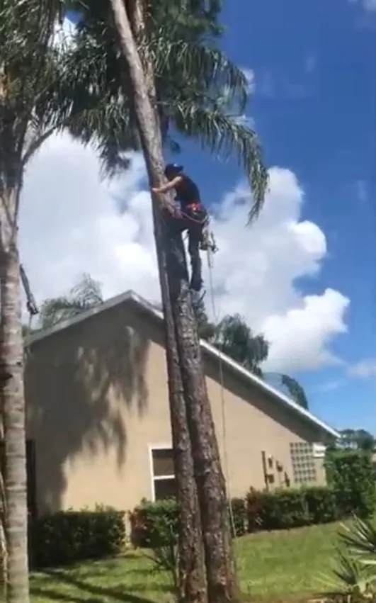 Affordable lawn mowing service in Palm Bay, FL - A+Trees & Stump Grinding