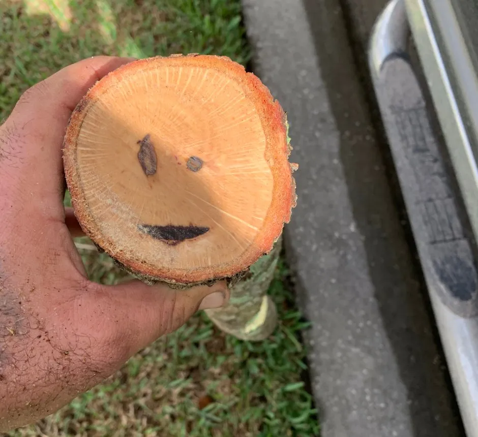 Affordable outdoor landscaping in Palm Bay, FL by A+Trees & Stump Grinding