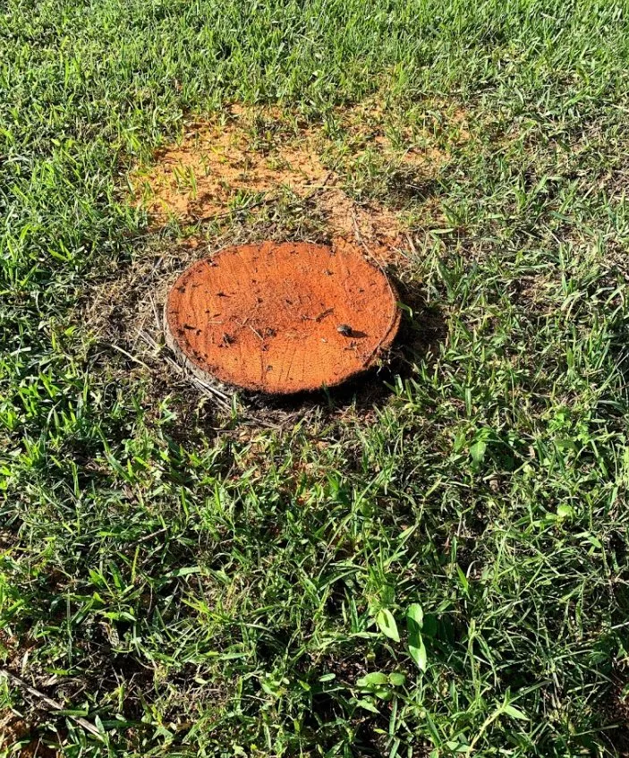 Top-rated yard cleanup service in Palm Bay, FL - A+Trees & Stump Grinding