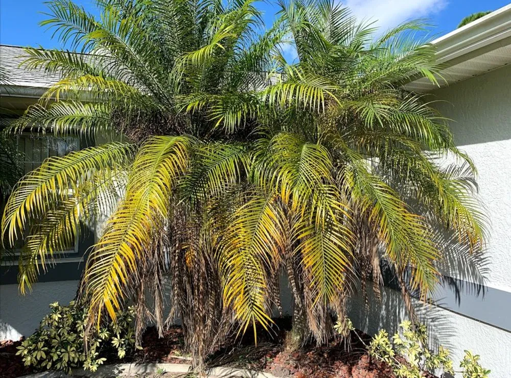 Trusted landscape installation in Palm Bay, FL - A+Trees & Stump Grinding