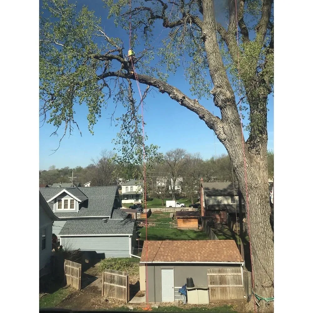 Trusted yard cleanup service in Bellevue, NE by Atrium Tree Service