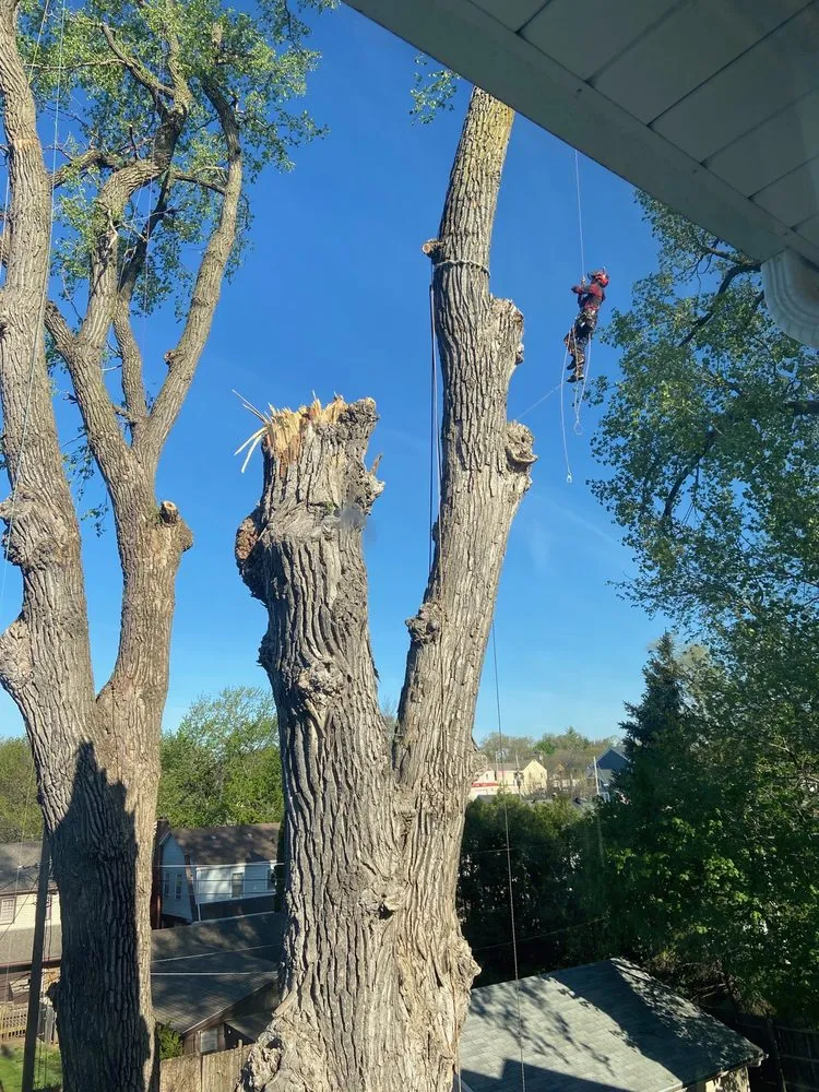 Affordable lawn care service for homes across Bellevue, NE - Atrium Tree Service