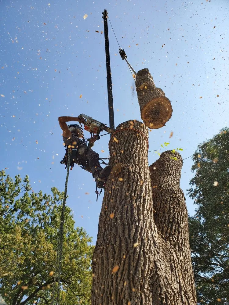 Professional lawn care service in Bellevue, NE by Atrium Tree Service