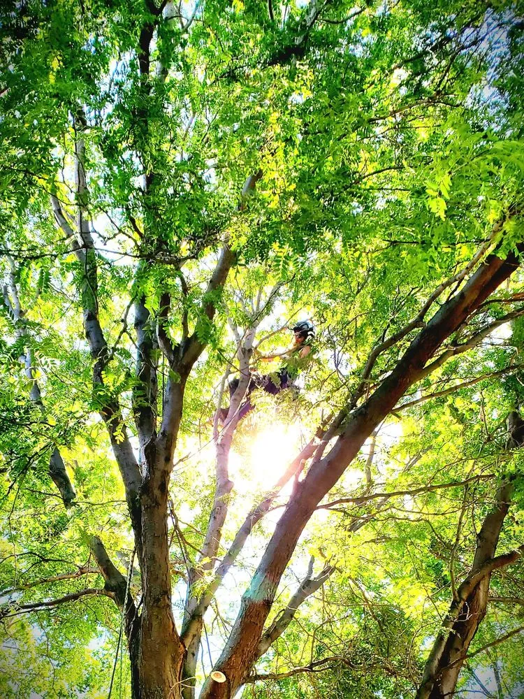 Top-rated landscape design experts serving Bellevue, NE - Atrium Tree Service