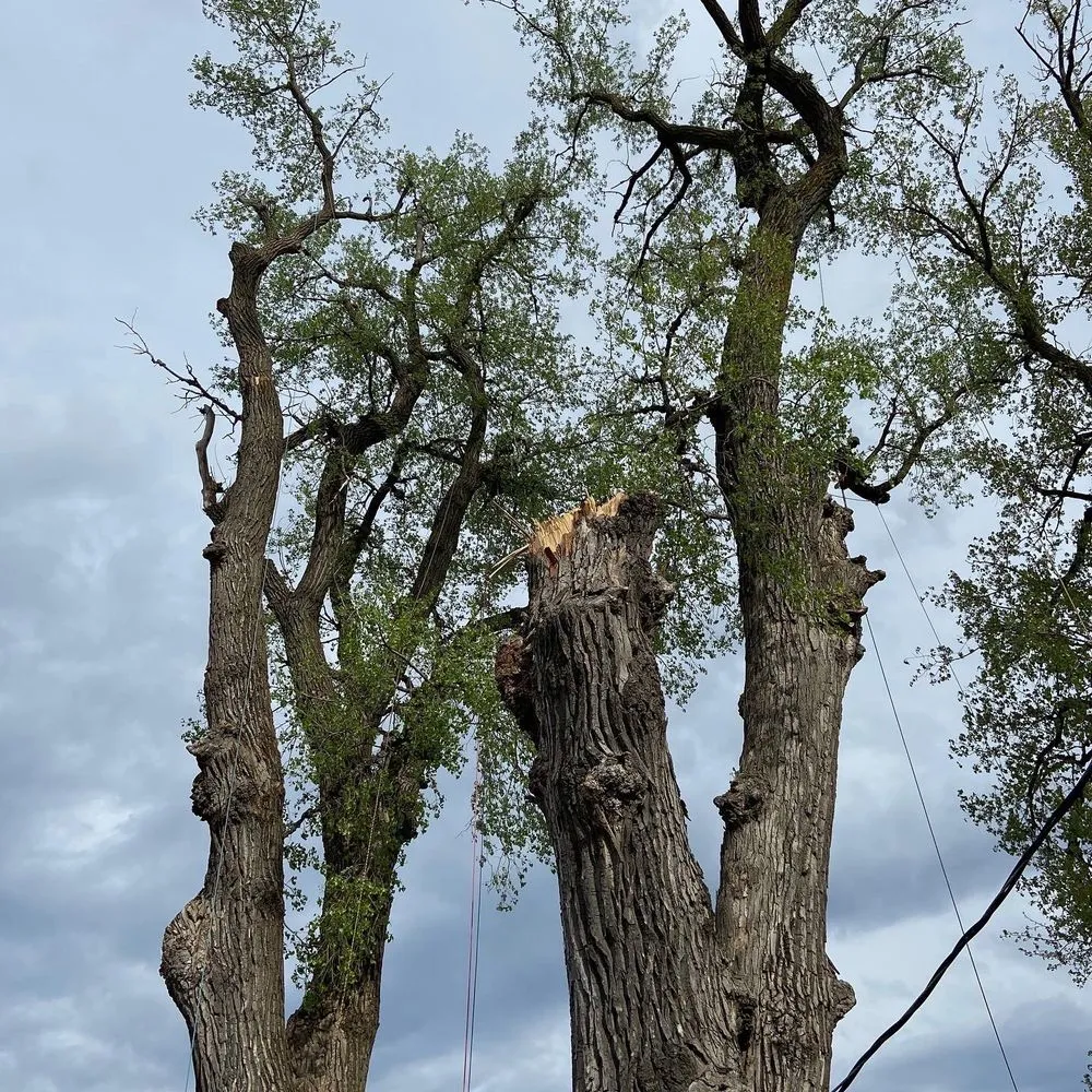 Local lawn mowing service near you across Bellevue, NE - Atrium Tree Service