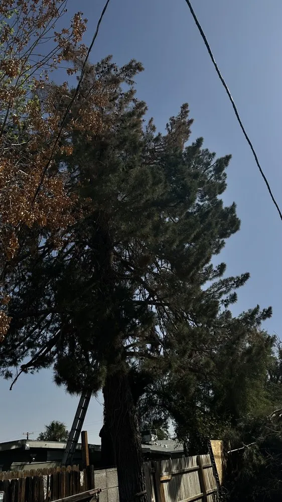 Local landscape installation in Phoenix, AZ - ATS Landscaping