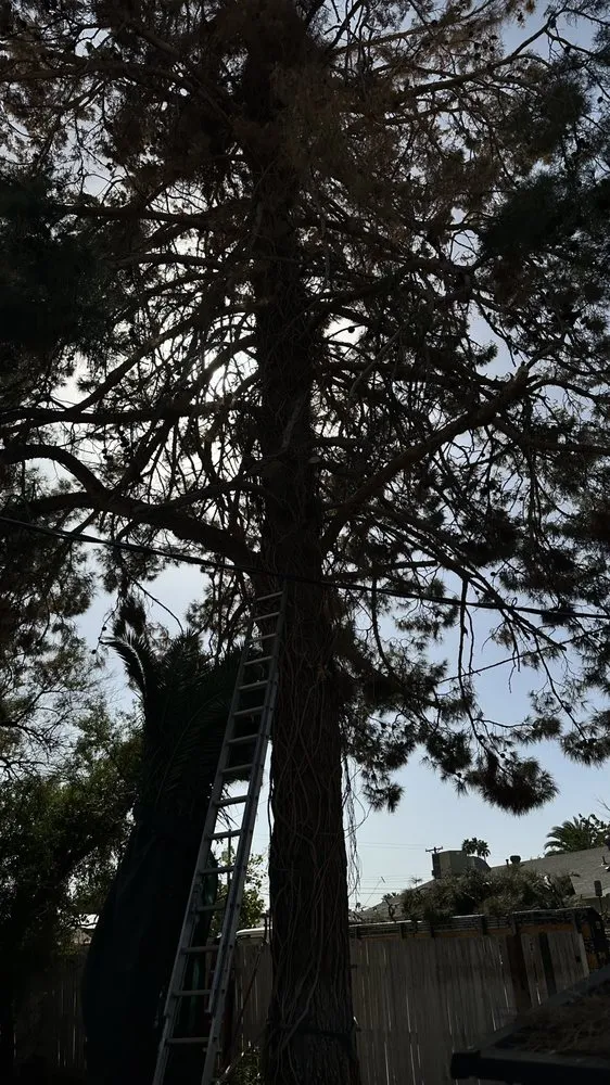 Custom outdoor landscaping for outdoor upgrades across Phoenix, AZ - ATS Landscaping