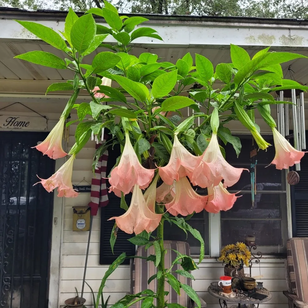 Top-rated yard maintenance for year-round maintenance in Bossier City, LA by Attaway's Lawn and Landscaping