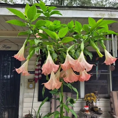 Attaway's Lawn and Landscaping