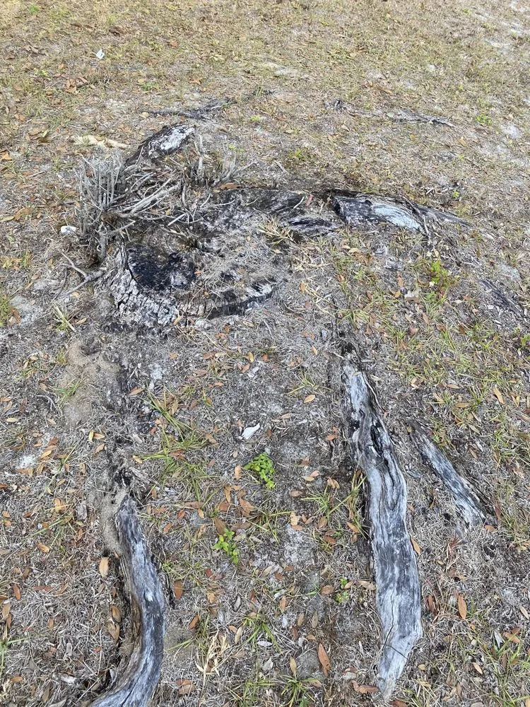 Local yard maintenance in Orlando, FL - Attention 2 Detail Landscaping and Maintenance