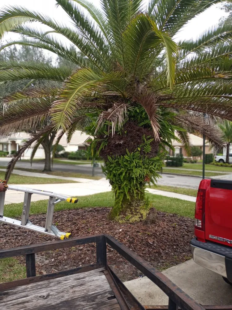 Custom yard cleanup service for beautiful yards across Orlando, FL - Attention 2 Detail Landscaping and Maintenance