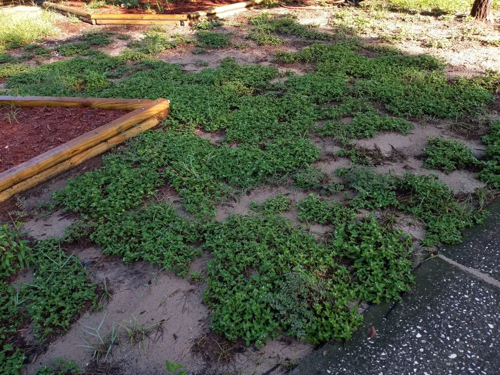 Expert lawn mowing service in Orlando, FL - Attention 2 Detail Landscaping and Maintenance